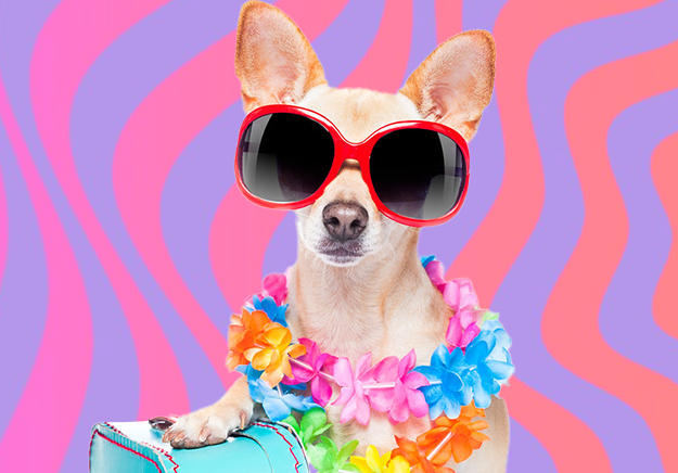 Chihuahua with sunglasses Chihuahua with sunglasses